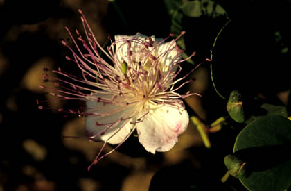Fleur du câprier<br> (Salina)
